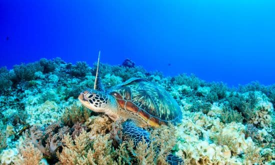 Explore o Mundo Submarino: Os Melhores Sites Para Conhecer o Fundo do Mar
