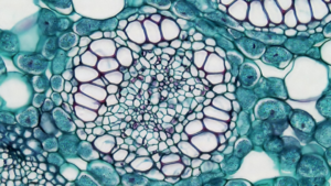 a close up view of a plant cell — Foto por Bioscience Image Library by Fayette Reynolds na Unsplash