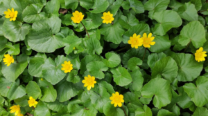 a group of yellow flowers — Foto por Pert Wardhon na Unsplash