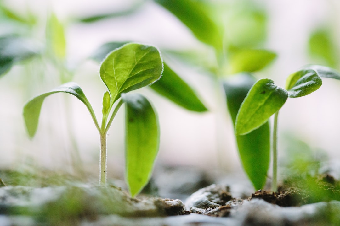 Aplicativo de IA Identifica Plantas em Segundos Pelo Celular